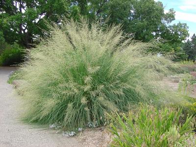 Giant Sacaton grass