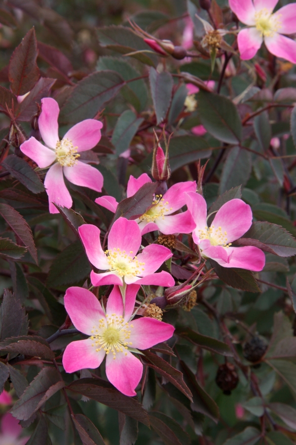 Rosa glauca (R. rubrifolia)